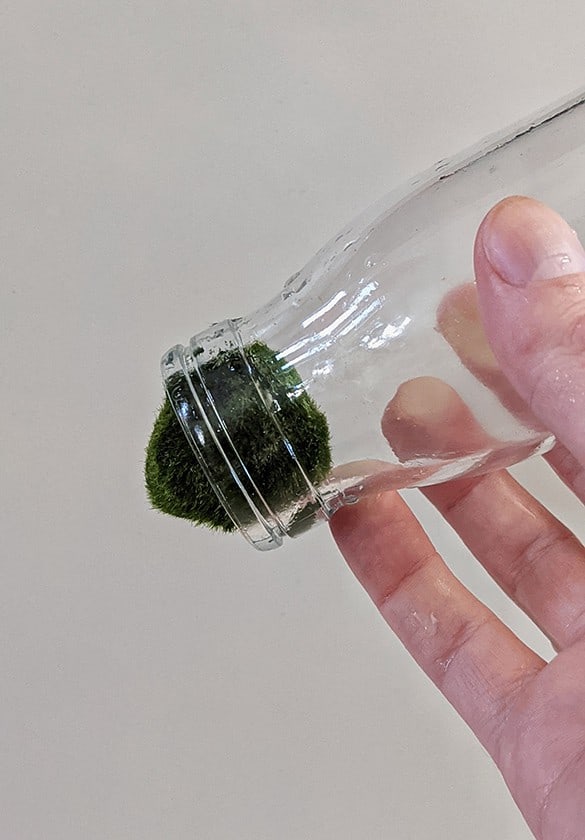 A Marimo trapped in a glass jar