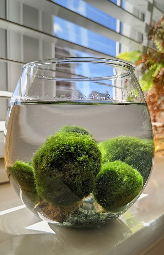 fish bowl filled with japanese moss ball Marimo plants