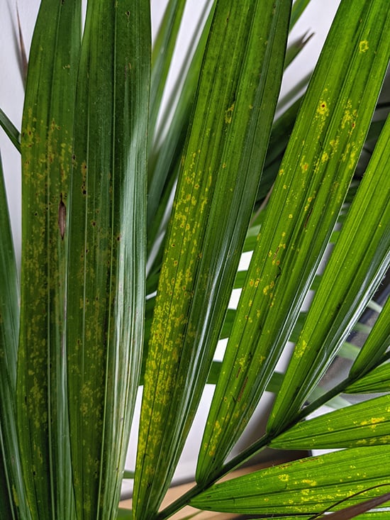 scars on the fronds of a Kentia Palm caused by thrips