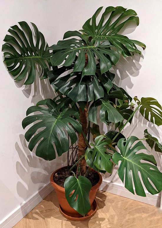 Mature Monstera plant with many adult form leaves attached to a moss pole for support