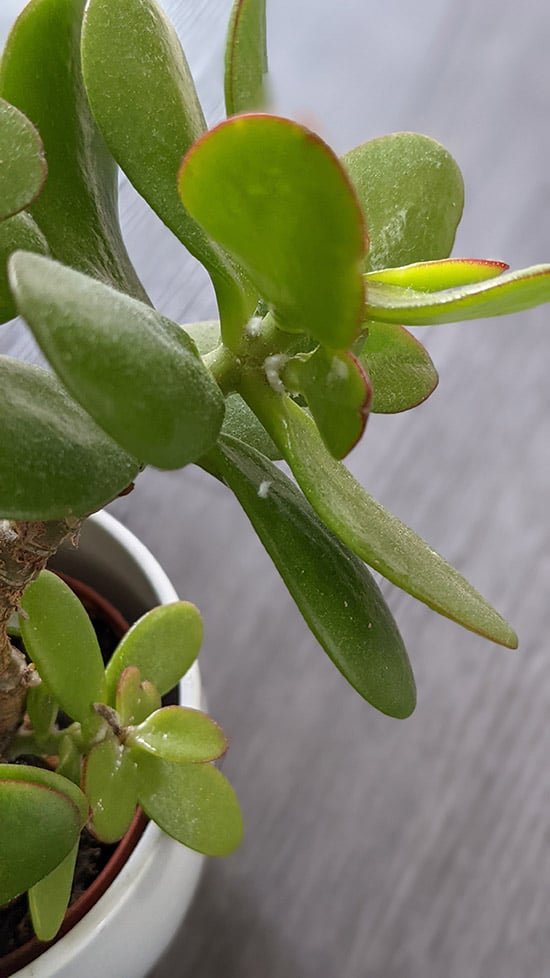 Mealy Bugs on a Jade Plant