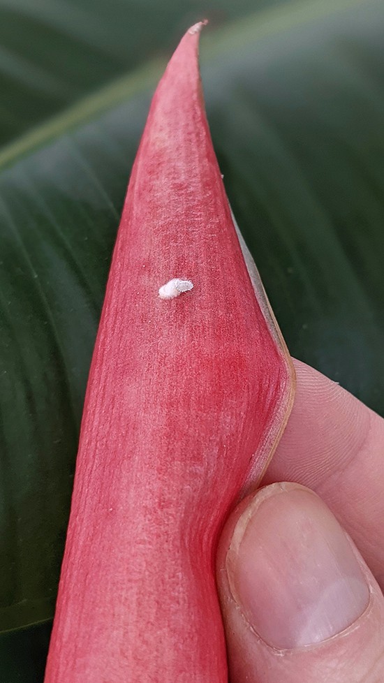 White Mealy bug insect on a Rubber Plant leaf