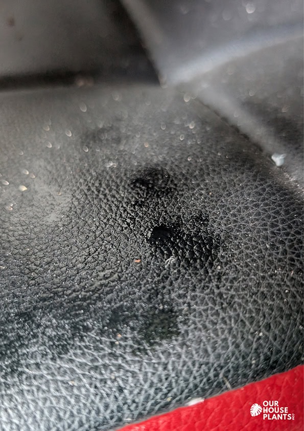 Honeydew sap smeared over a dining room chair from plants growing on the table above Honeydew sap smeared over a dining room chair from plants growing on the table above