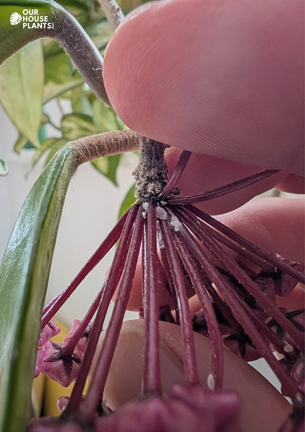 Inspecting a Hoya after treating it for mealybugs a few weeks prior, a few insects can be seen Inspecting a Hoya after treating it for mealybugs a few weeks prior, a few insects can be seen