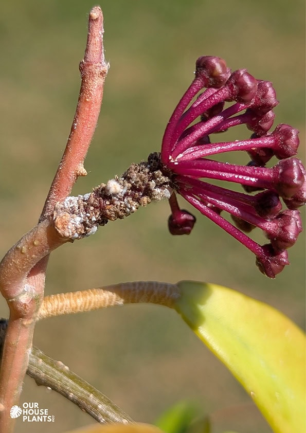 Hoya plant about to bloom with several mealybugs on the peduncle Hoya plant about to bloom with several mealybugs on the peduncle