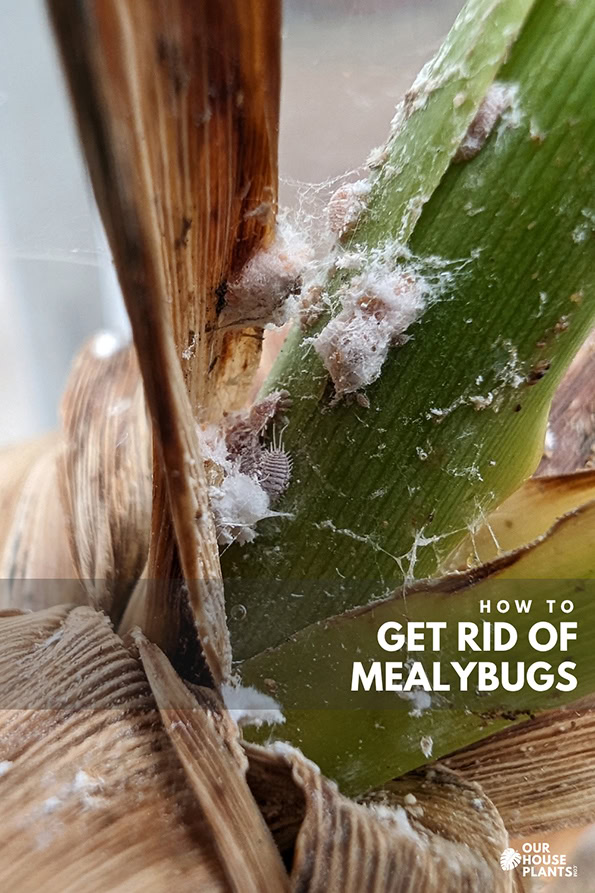 Mealybugs on a houseplant Mealybugs clustered in a leaf joint on a houseplant