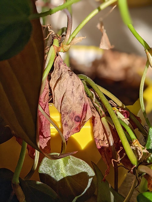 Brown, dead leaves on a Micans houeseplant