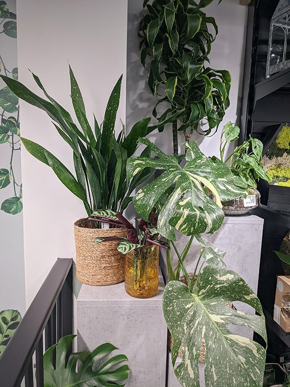 The rare aspidistra milky way and Monstera Thai Con houseplants in a plant store