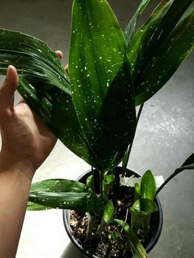 Photo showing the white speckled leaves of Apidistra 'Milky Way' by Plantsorbust