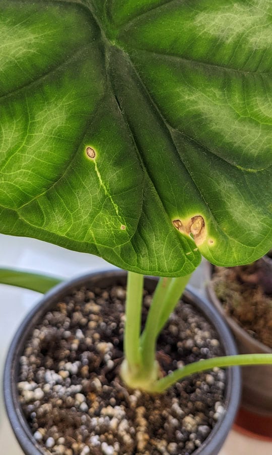Alocasia with fungal spores showing as yellow spots on the leaves