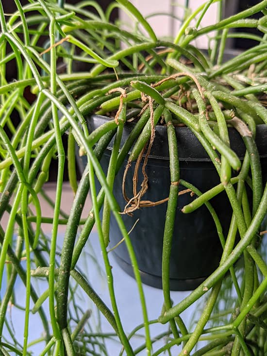 Healthy green growth but some brown stems can be seen on this mistletoe cactus