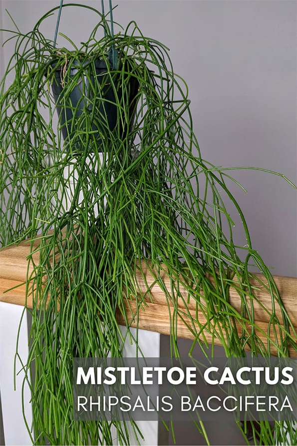 mistletoe cactus, rhipsalis baccifera, perched on top of a banister rail with the stems cascading down