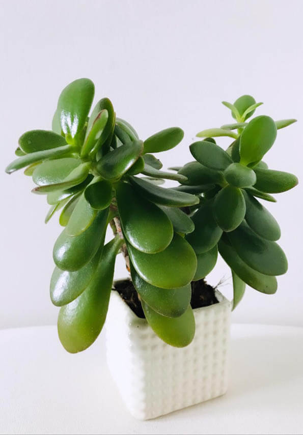 Young Money Plant being grown as a houseplant in a cream coloured pot