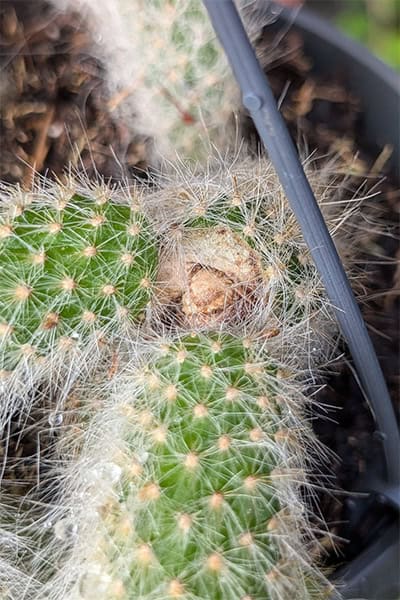 Monkey Tail Cactus Care Guide | OurHouseplants