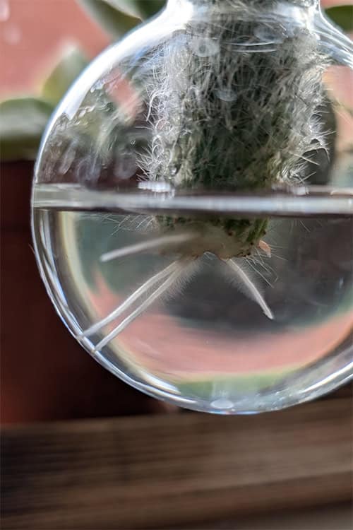 drachenbaum schlapp Kanarische Drachenbaum (Dracaena draco)
