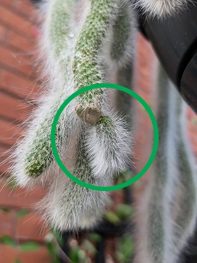 A stem was broken off 6 months ago and the stem has now grown a replacement stem. A stem was broken off 6 months ago and the stem has now grown a replacement stem.