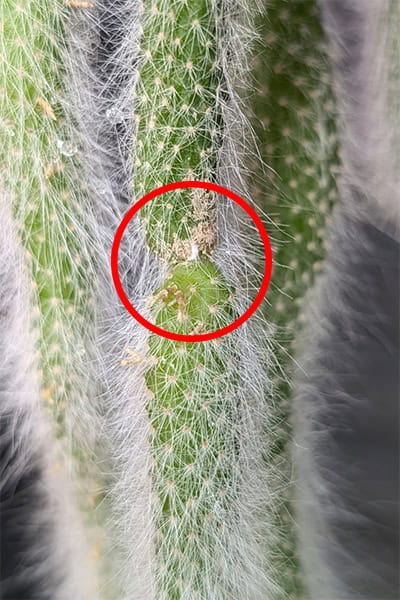 Monkey Tail Cactus Care Guide | OurHouseplants