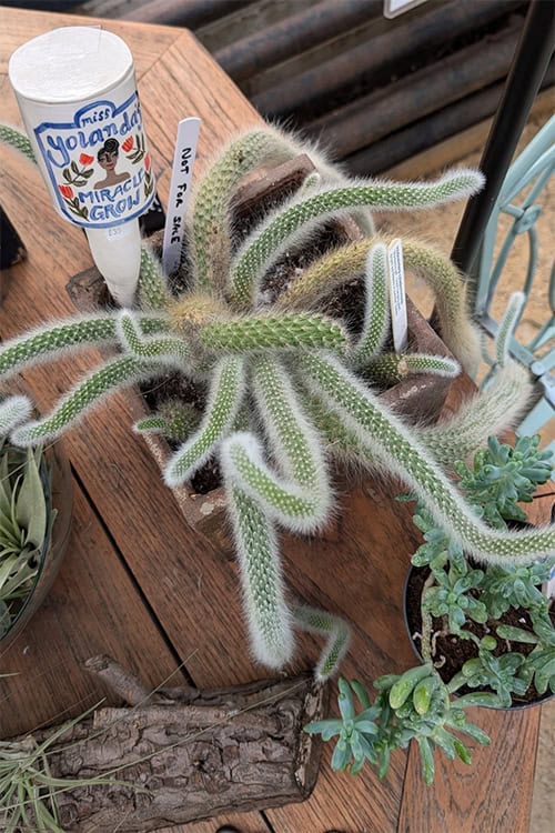 dracena rikki Dracaena 'Rikki' 6