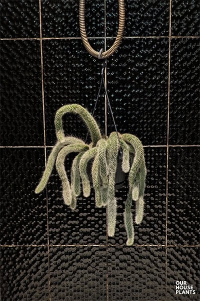 Monkey Tail Cactus hanging in a shower with black tiles, water dripping from the stems Monkey Tail Cactus hanging in a shower with black tiles, water dripping from the stems