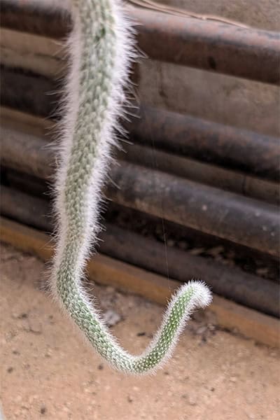 Monkey Tail Cactus Care Guide | OurHouseplants