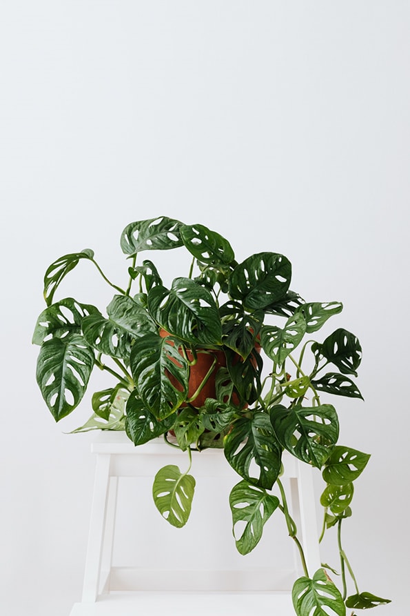 Monstera adansonii (Monkey Mask): Info, Tips and Problem Guide