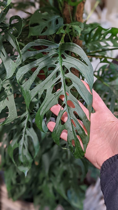 Monstera adansonii (Monkey Mask) Info, Care Tips and Problem Guide