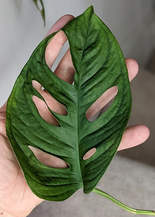 Mature leaf in front of a hand for size comparison