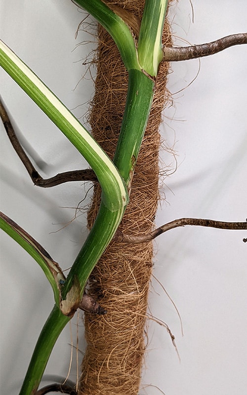 Monstera Albo Stems