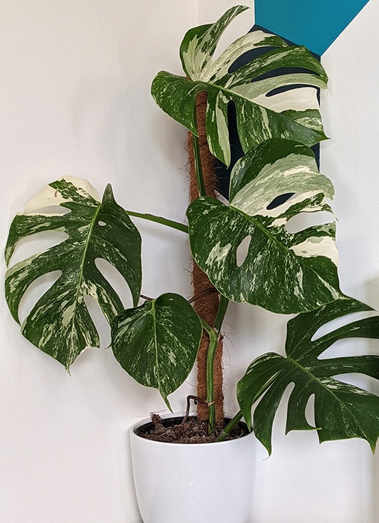 Monstera Borsigiana Variegata Albo plant in a white planter