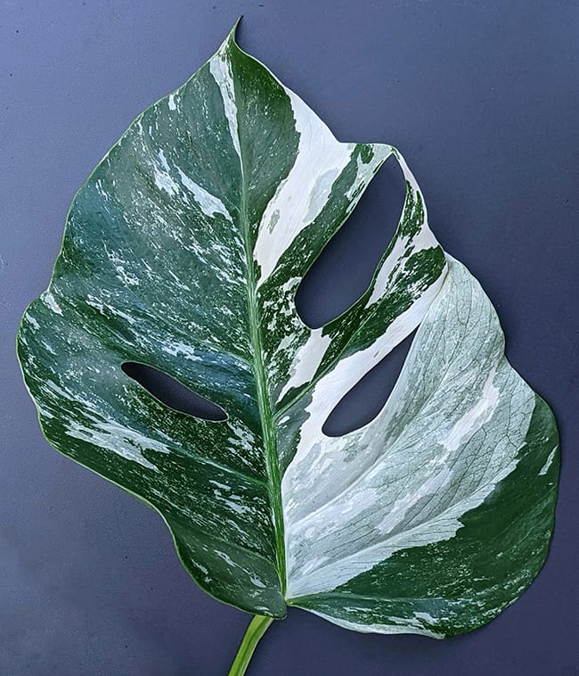 Monstera Albo Leaf