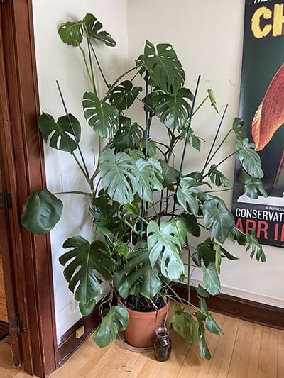 Swiss Cheese Plant in a room corner near a open doorway