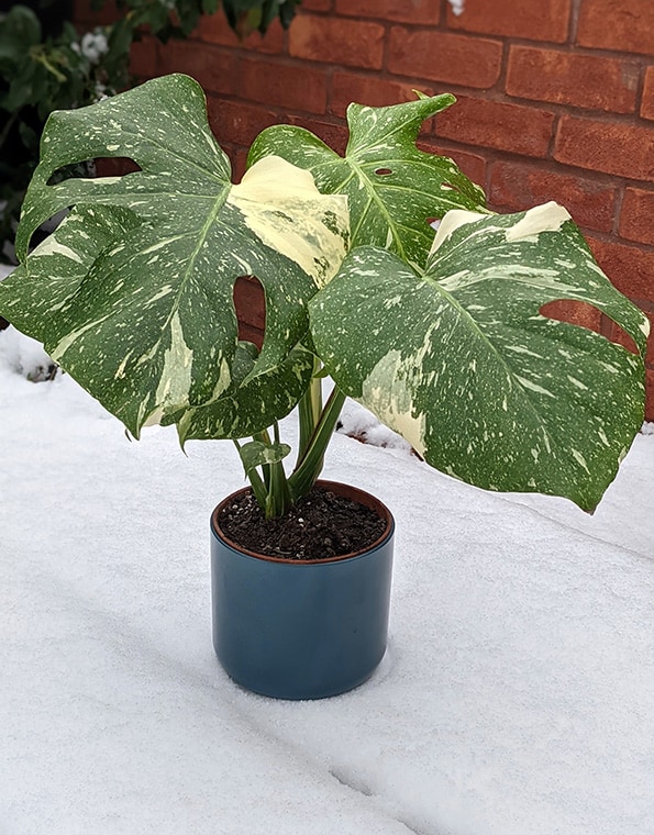 monstera plant outside in the snow ready to be repotted