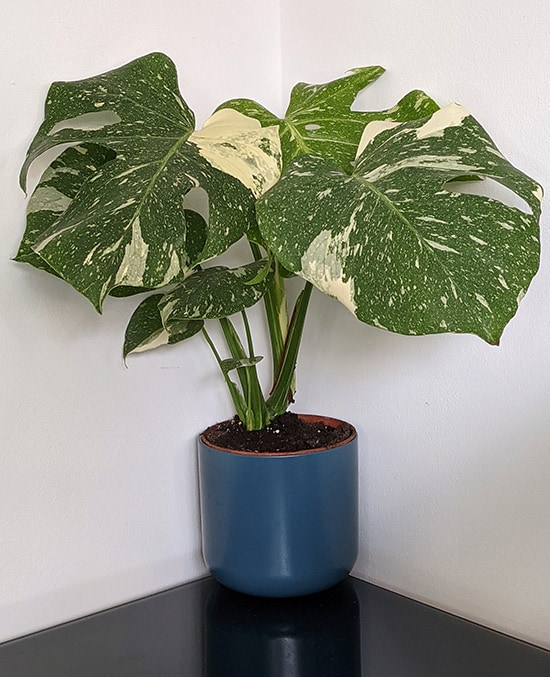 Monstera Thai Constellation plant growing in a blue planter