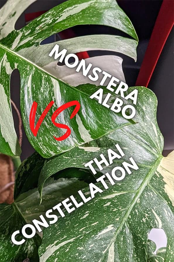 Monstera Albo leaf next to a Thai Constellation leaf