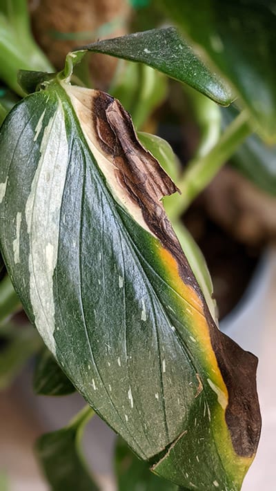 Yellow and brown damage showing on the plant's leaves