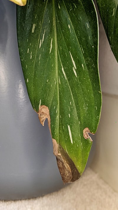 Variegated sections of a Monstera Standleyana leaf have gone brown and crispy