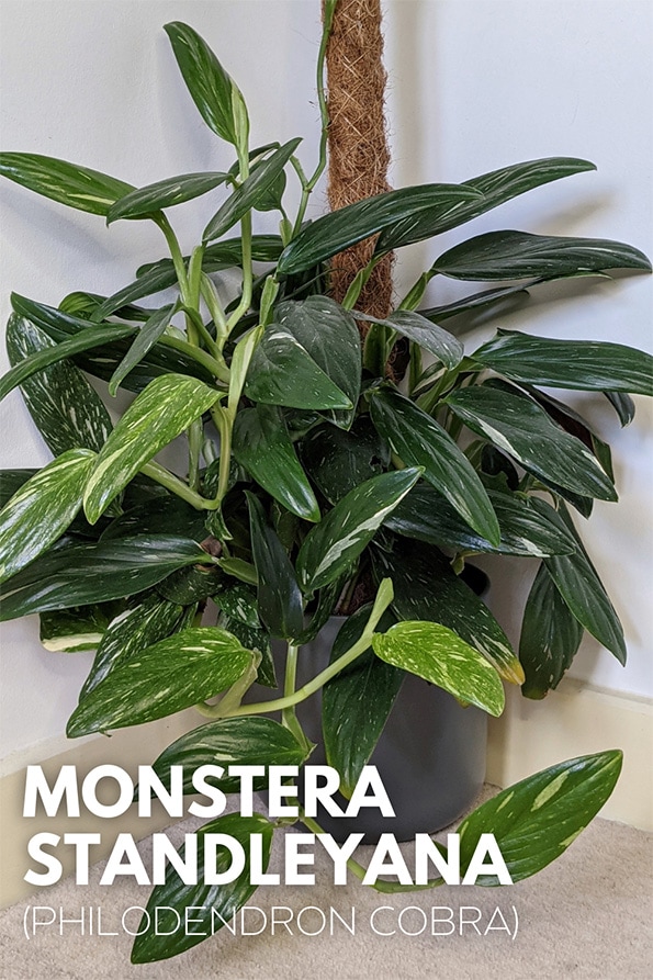An indoor monstera standleyana growing in a grey cover pot