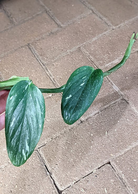 Stray runners with healthy deep green leaves