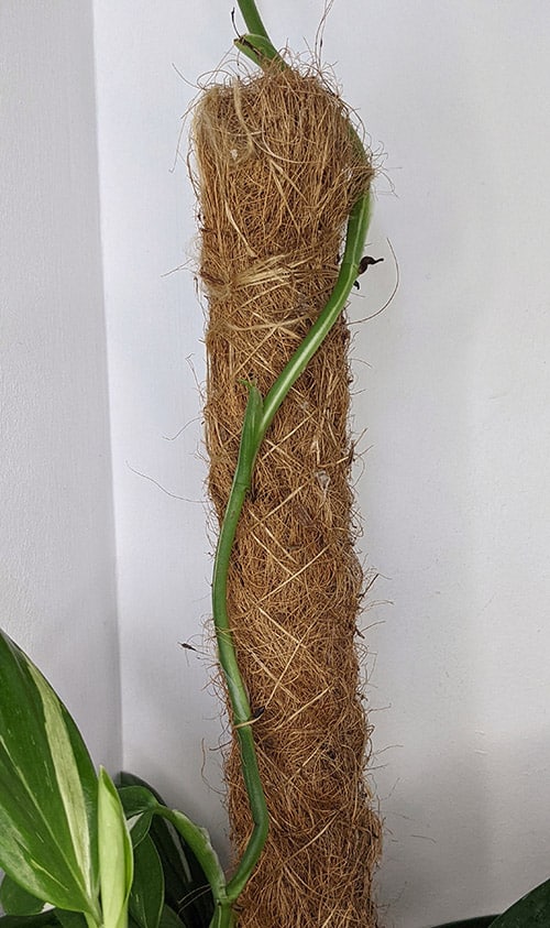Long stem with no leaves growing