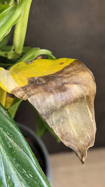 Dead yellow leaf in the process of going brown