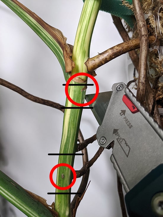 Air layering an albo monstera with circles to show the nodes and black lines of where to make a cut to encourage new roots to form