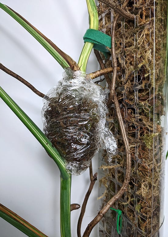 Monstera stem wrapped in plastic wrapping with sphagnum moss pressed against the stem