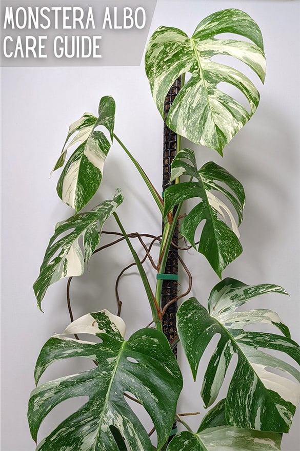 Brightly lit Monstera Albo houseplant growing in front of a white wall