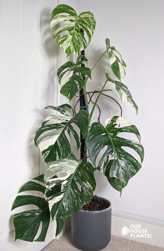 large Monstera Variegata Albo plant growing in a living room