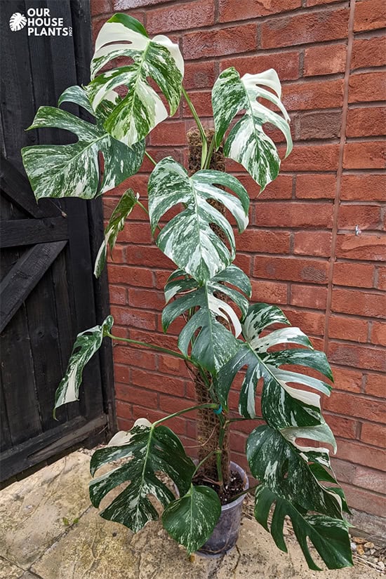 Mature Albo outside by a black gate, growing with a d-shapped trelis in a very small container