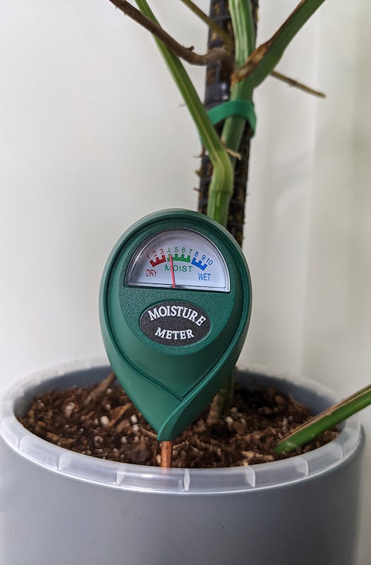 A moisture meter at the base of a Albo plant showing the potting mix is moist