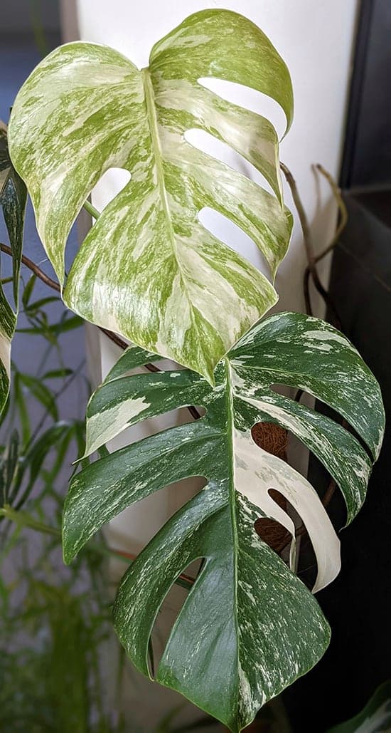 The new leaf on this Albo is more yellow than the older leaves below