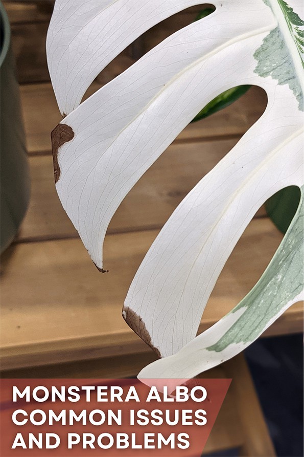 Monstera Albo with browning on the white variegation