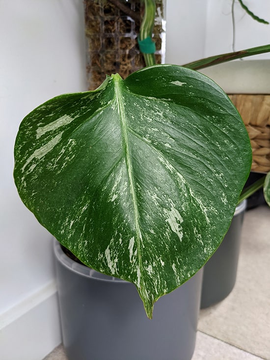 Small leaf with no fenestrations on a Monstera Albo plant