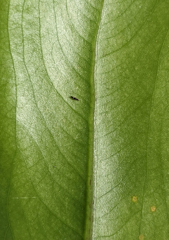 Thrips on a Monstera leaf